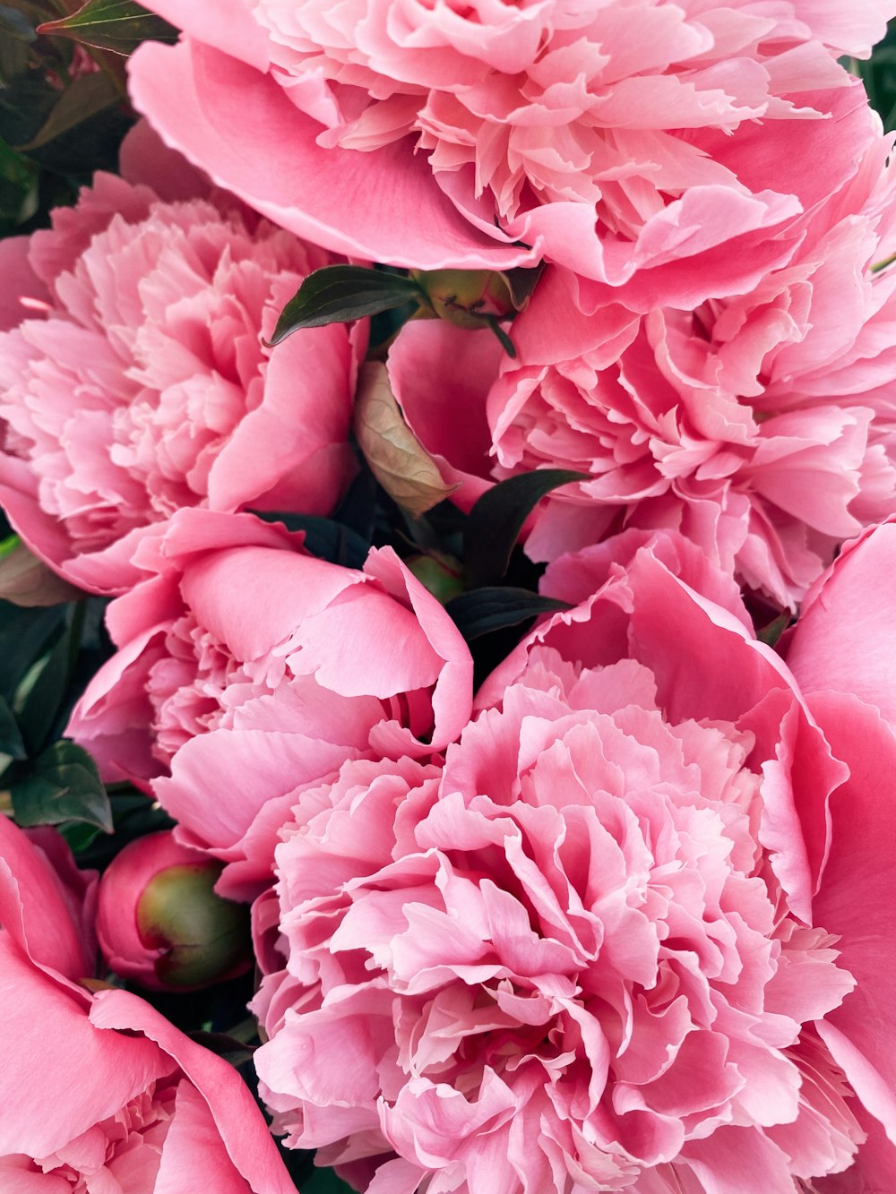 a group of pink flowers