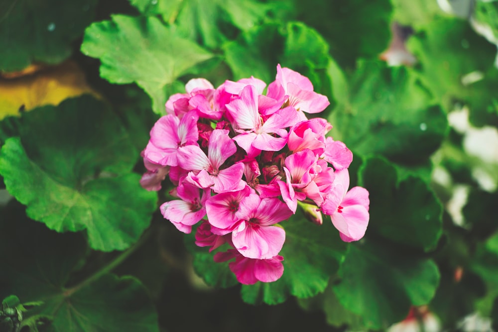 a group of pink flowers