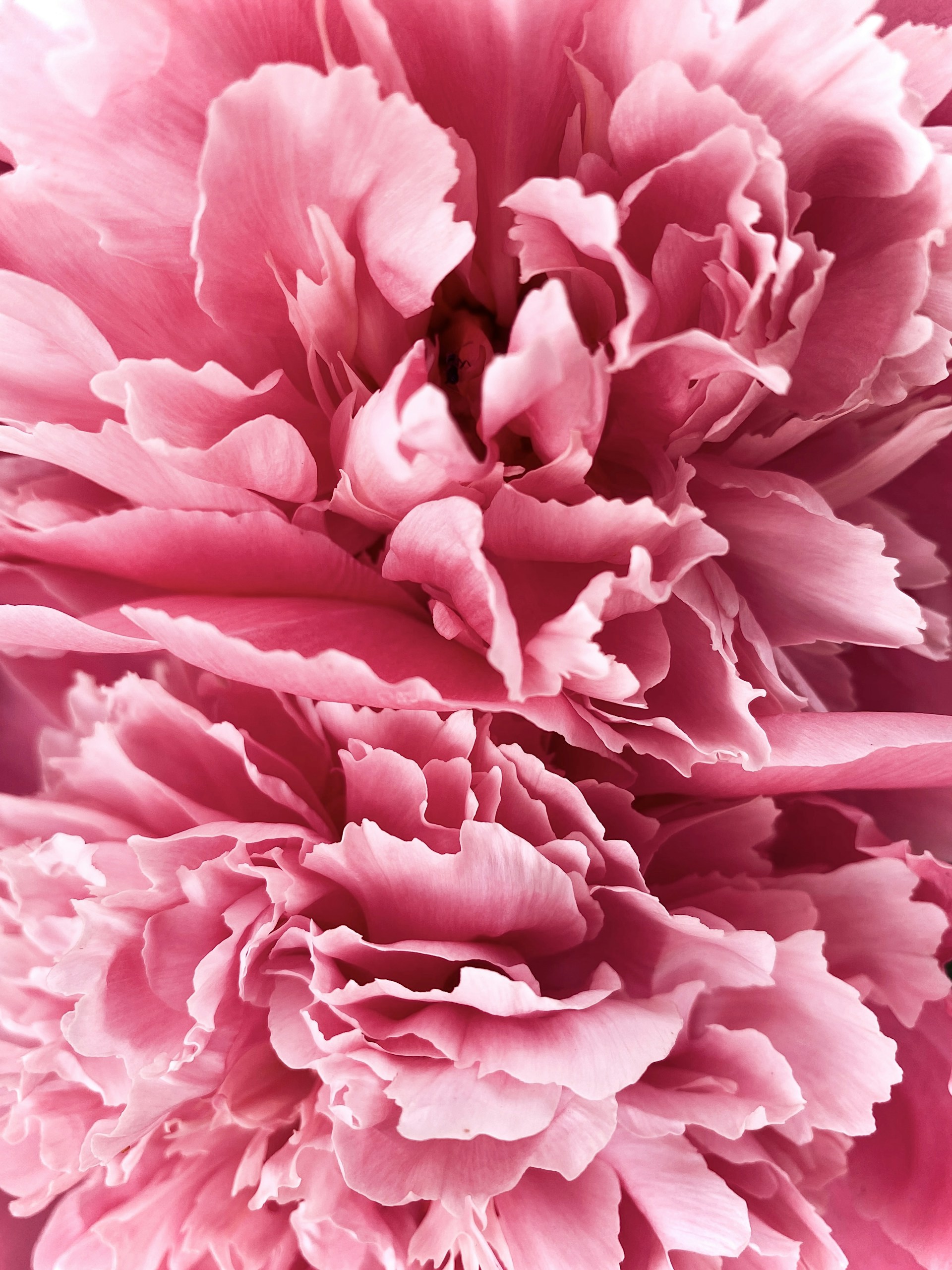 a close up of pink flowers