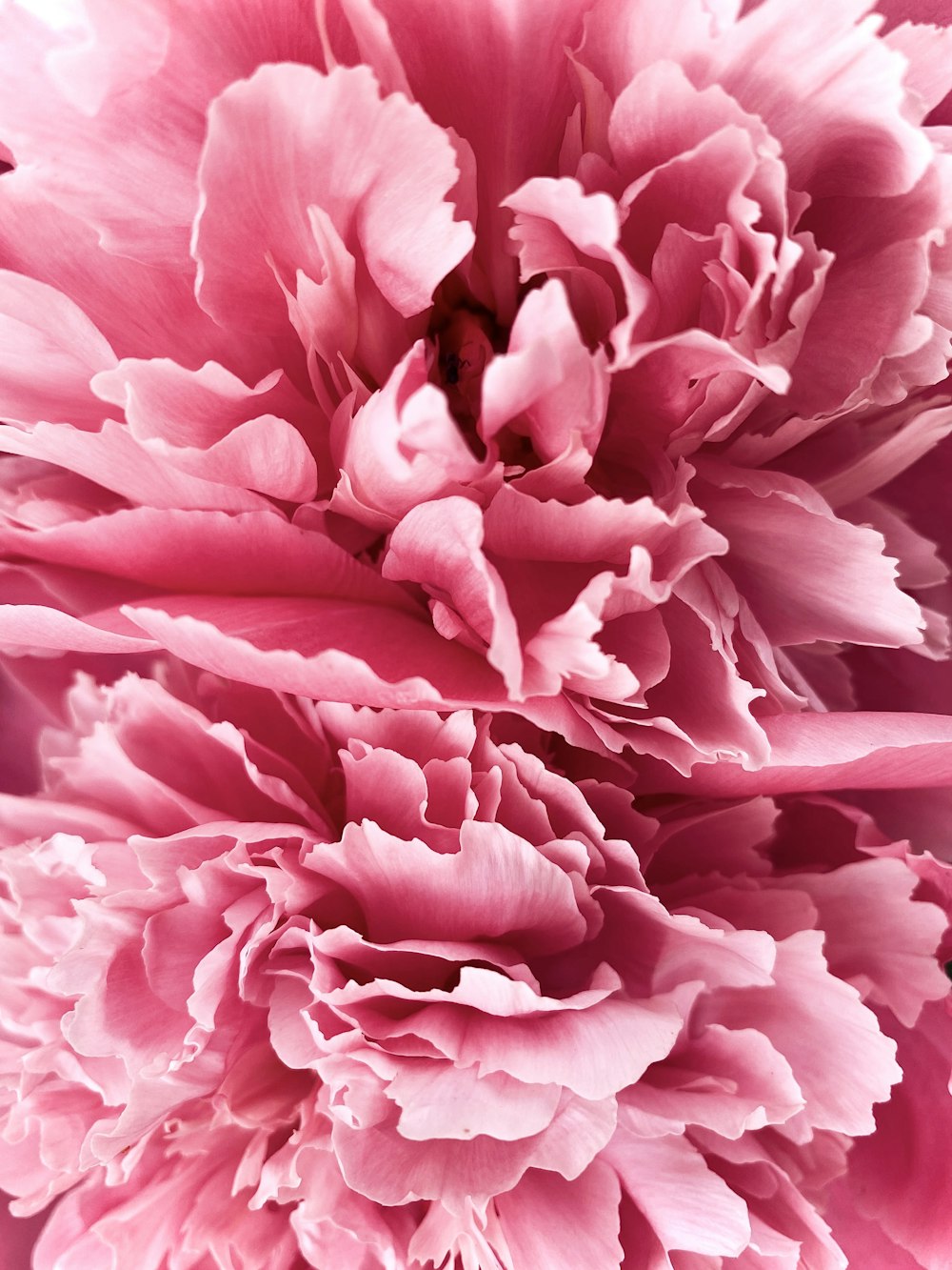 a close up of pink flowers