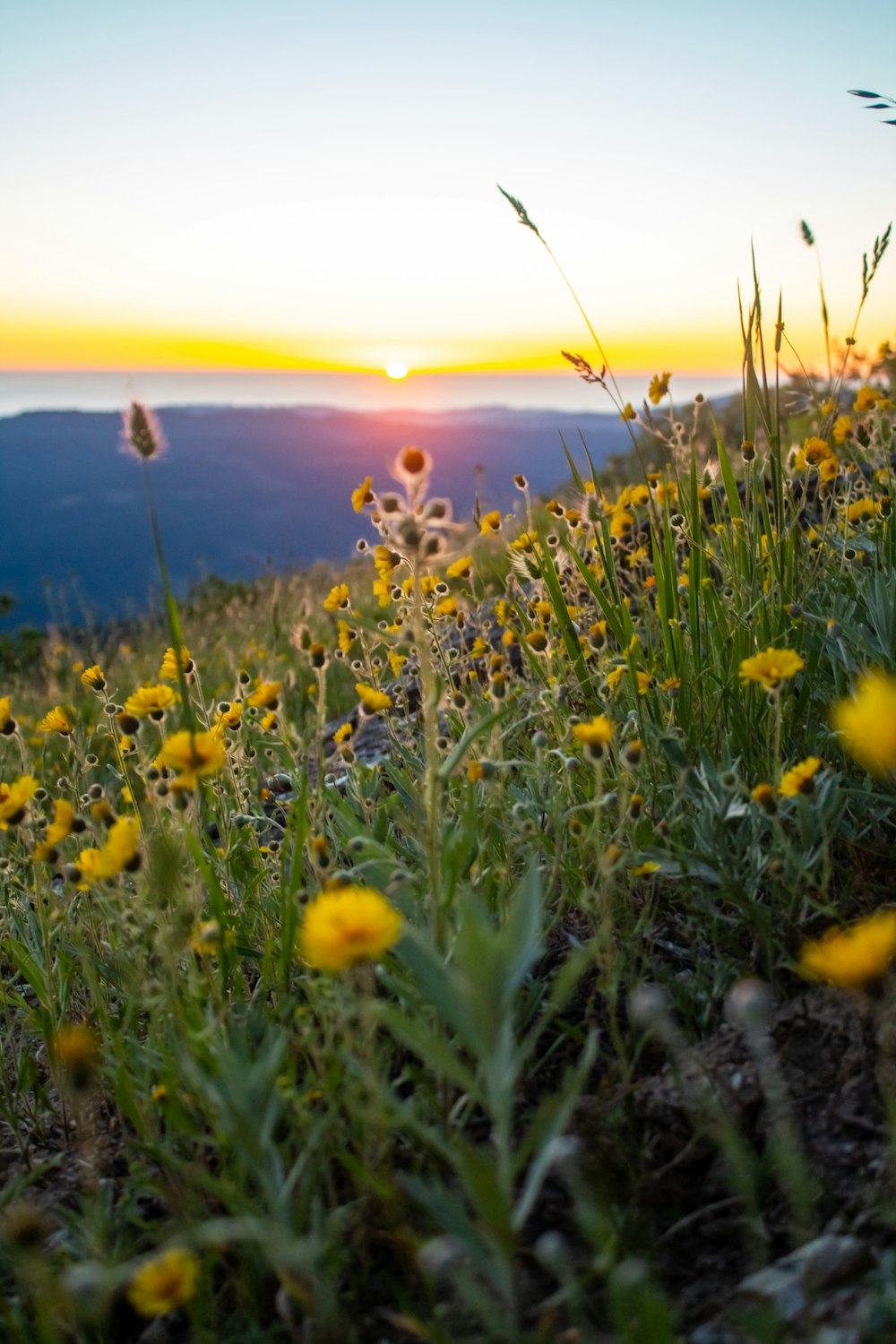 a field of yellow flowers