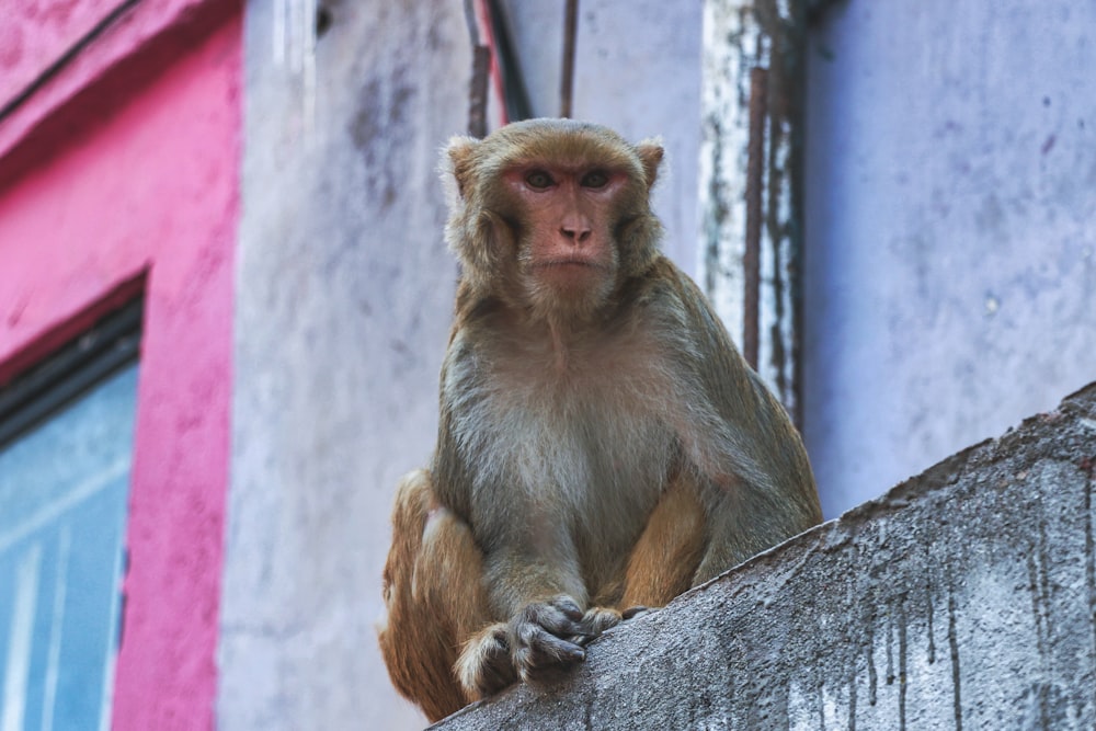 a monkey sitting on a ledge