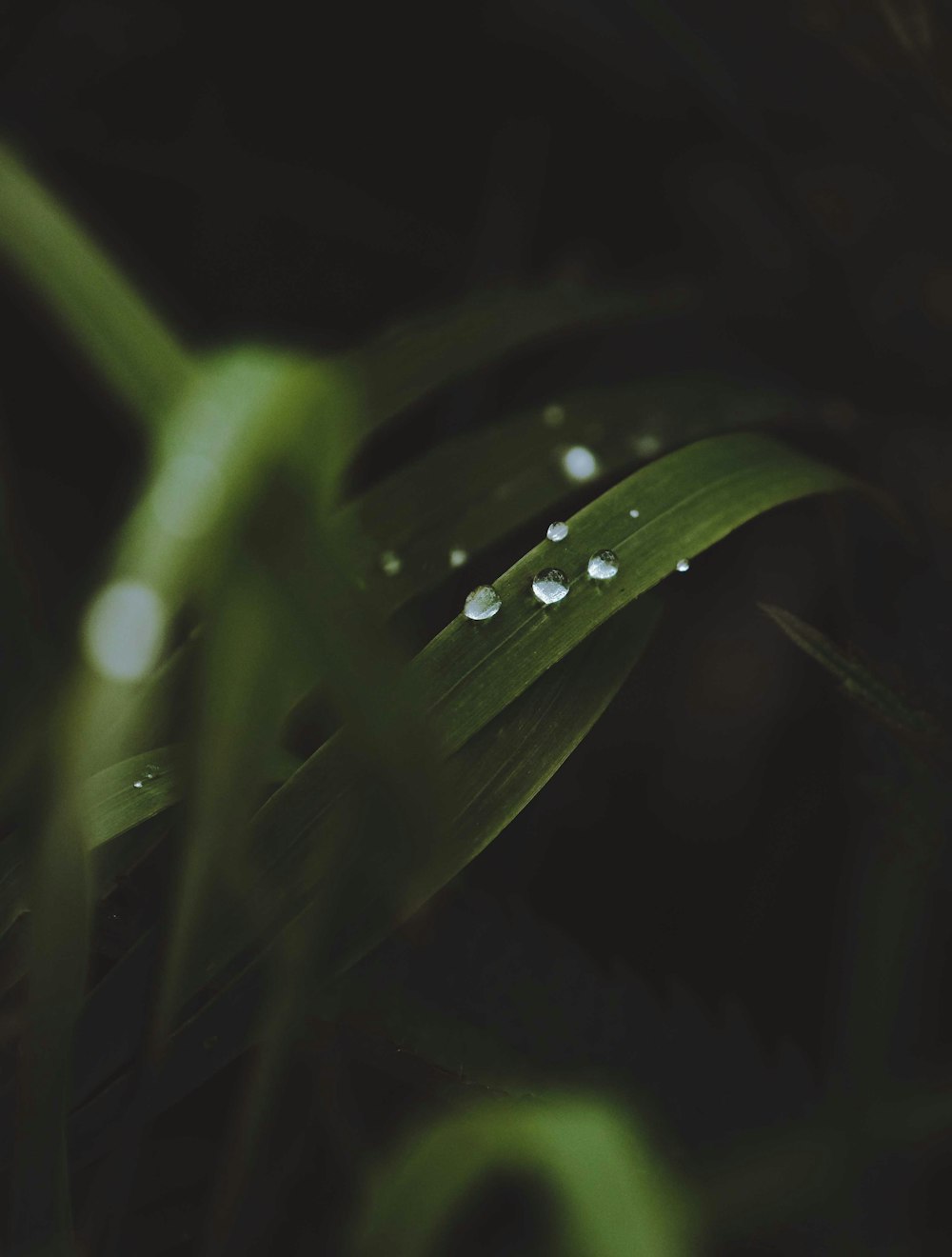 a close up of a leaf