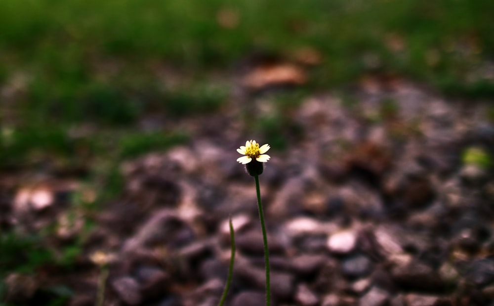 a small yellow flower