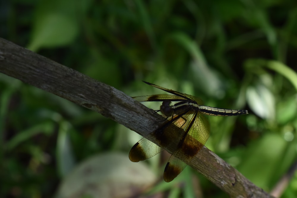 a dragonfly on a branch