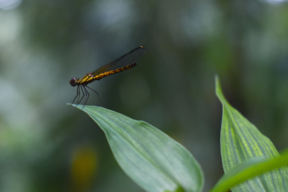 a dragonfly on a leaf