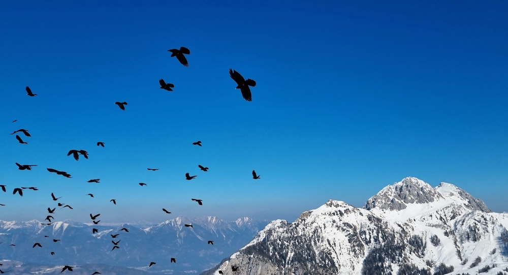 a flock of birds flying over snowy mountains