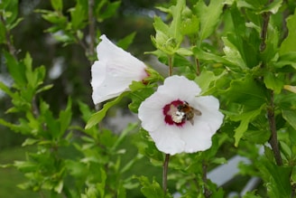 Close-up of a honeybee collecting nectar from a vibrant wildflower in the Kohl Farm Community Garden.