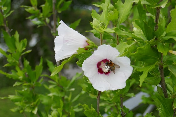 Close-up of a stingless bee gathering nectar on a vibrant flower in a sunlit garden.