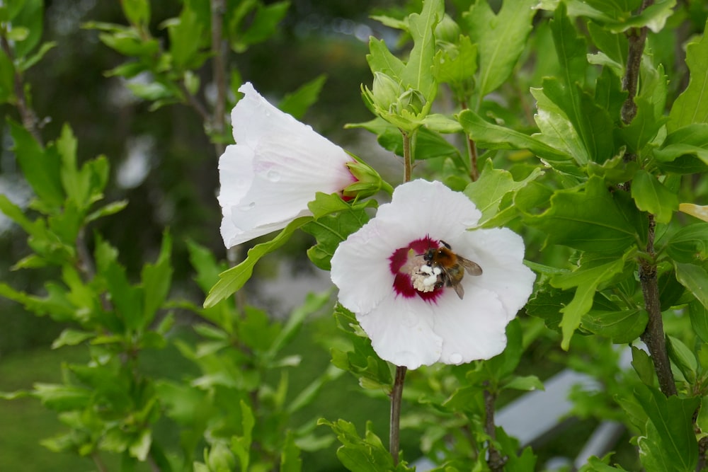 a white flower with a red center