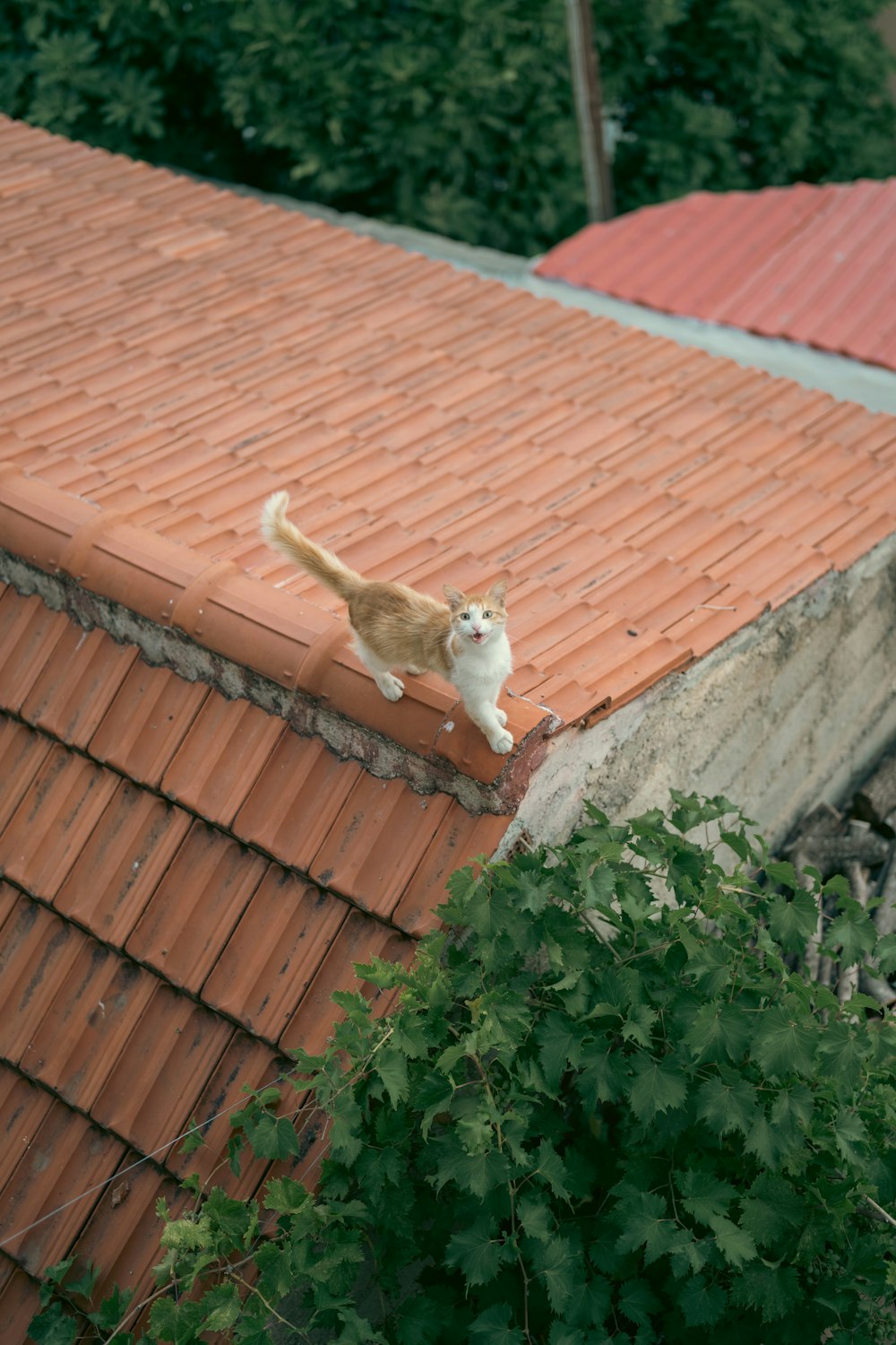 a cat on a roof