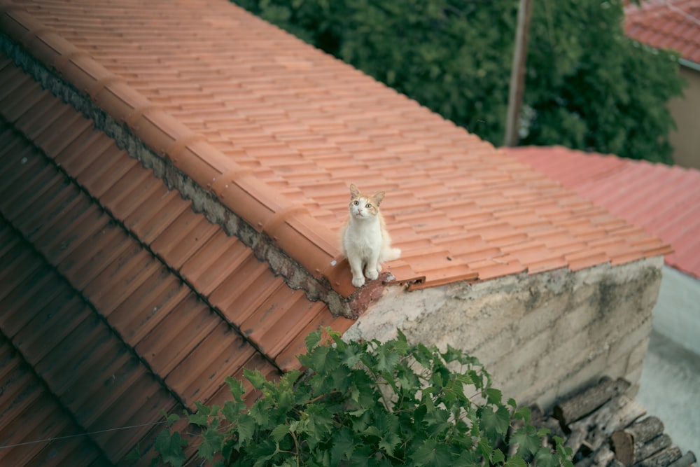 a cat sitting on a roof