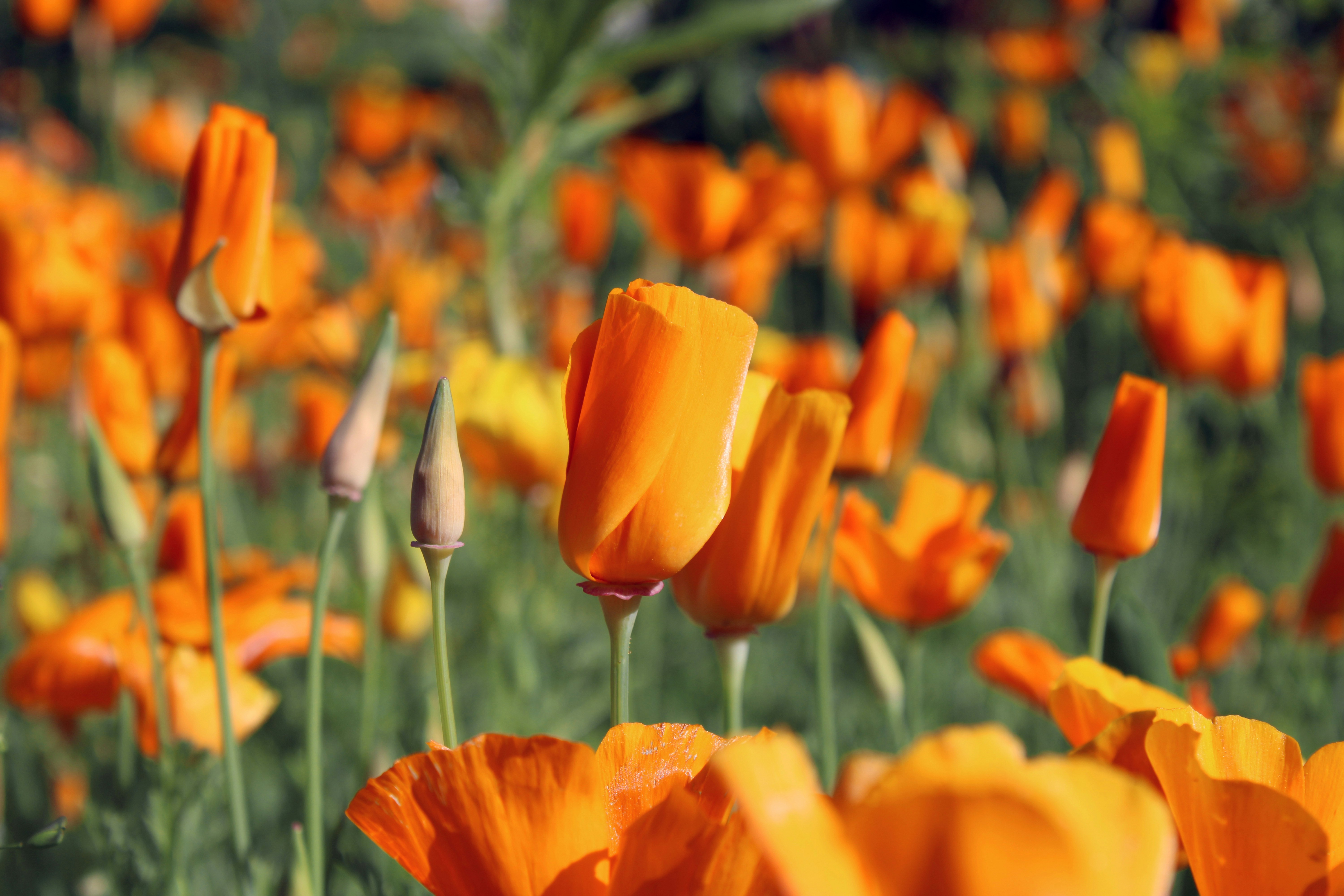 Photo by slenderamigo