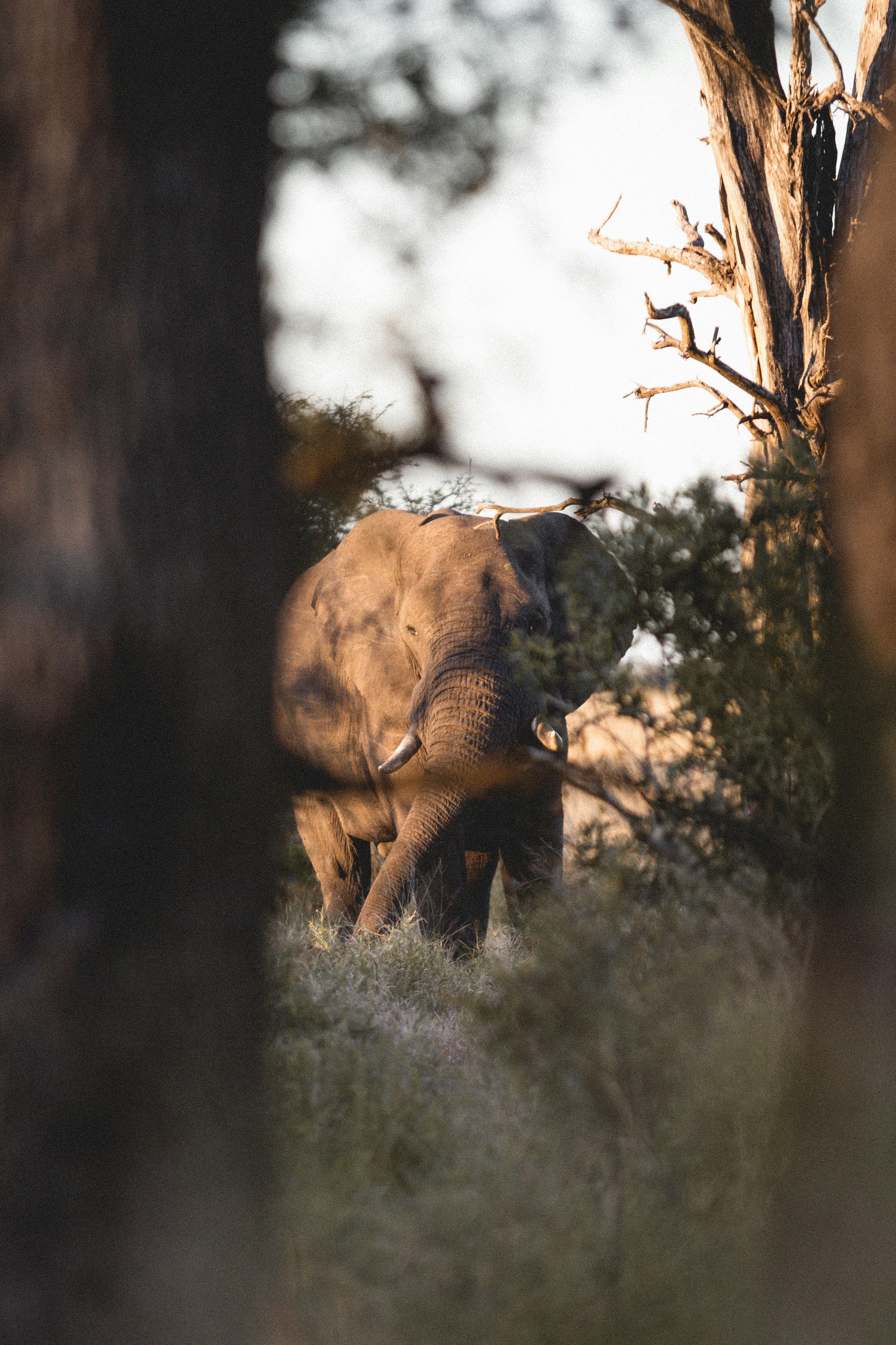 Animals | 1 best free animal photos on Unsplash
