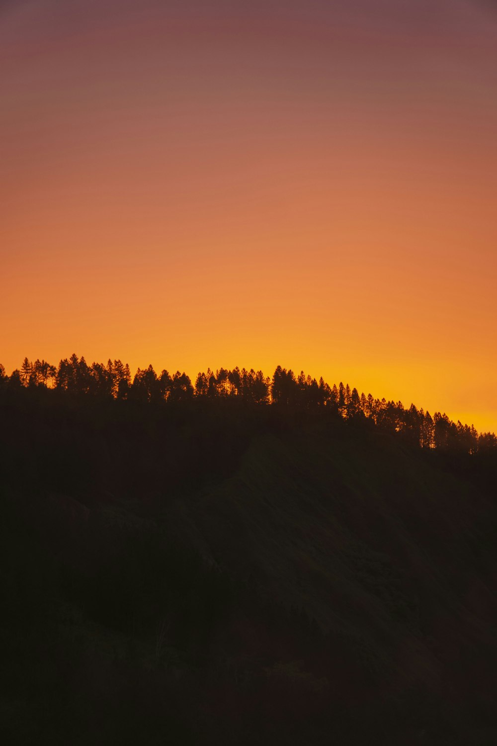 a silhouette of trees and a sunset