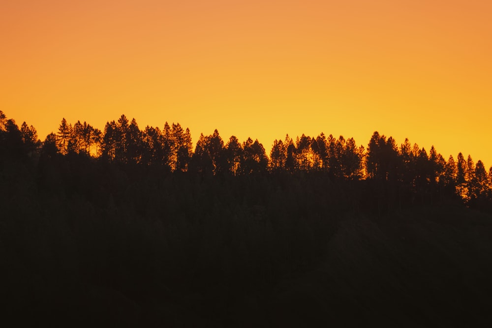 a silhouette of trees and a sunset