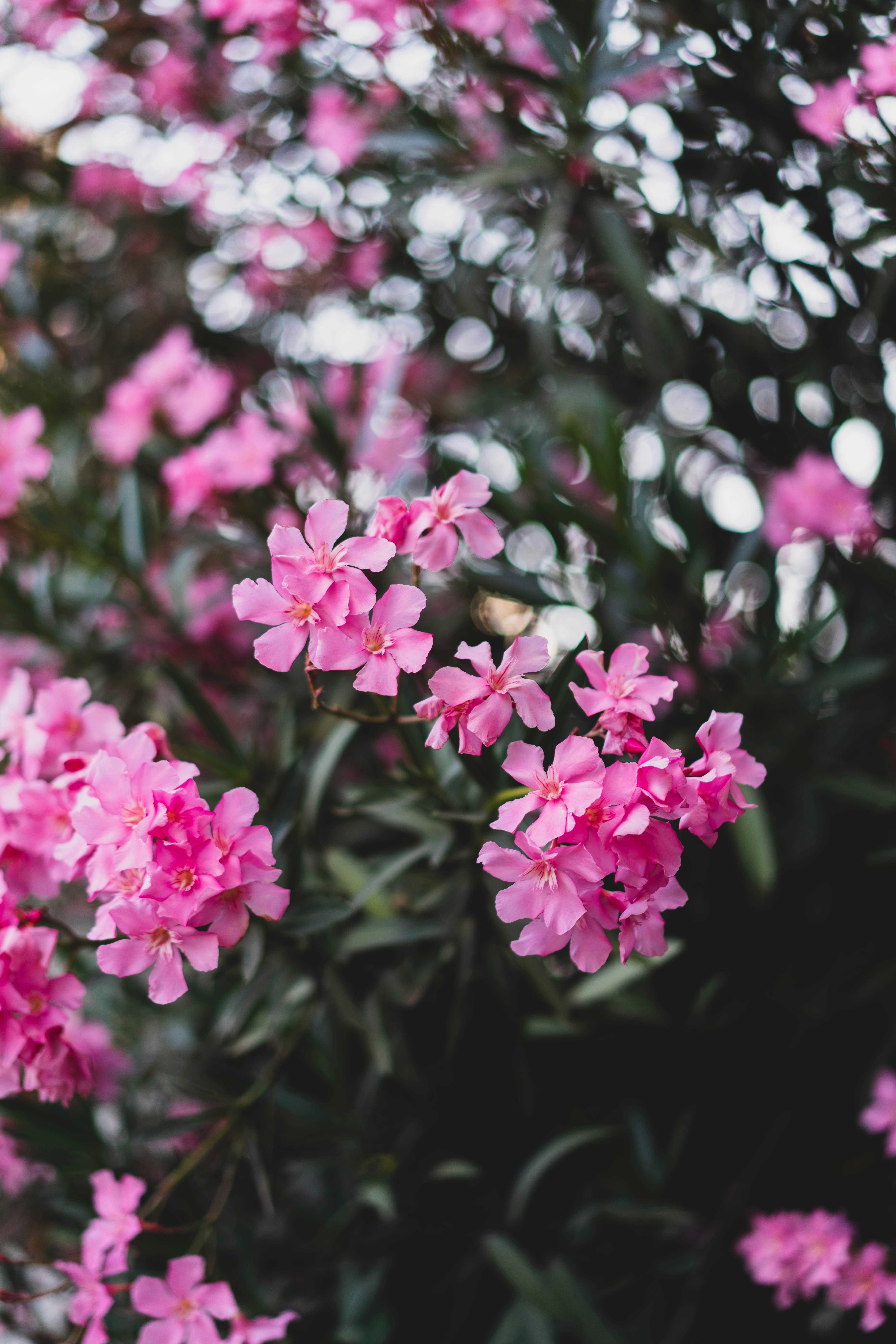 Photo by fairycarousel