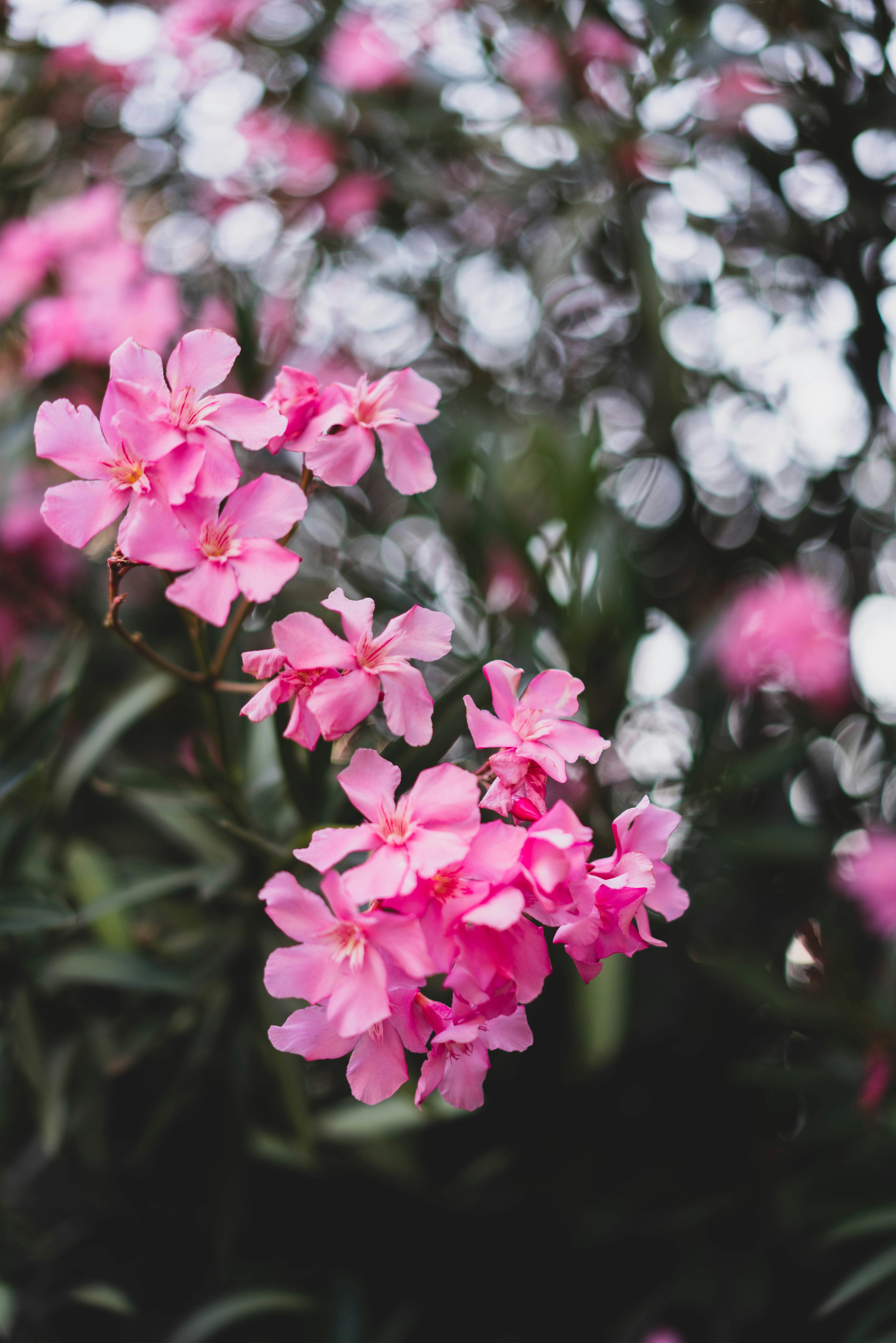 Photo by fairycarousel