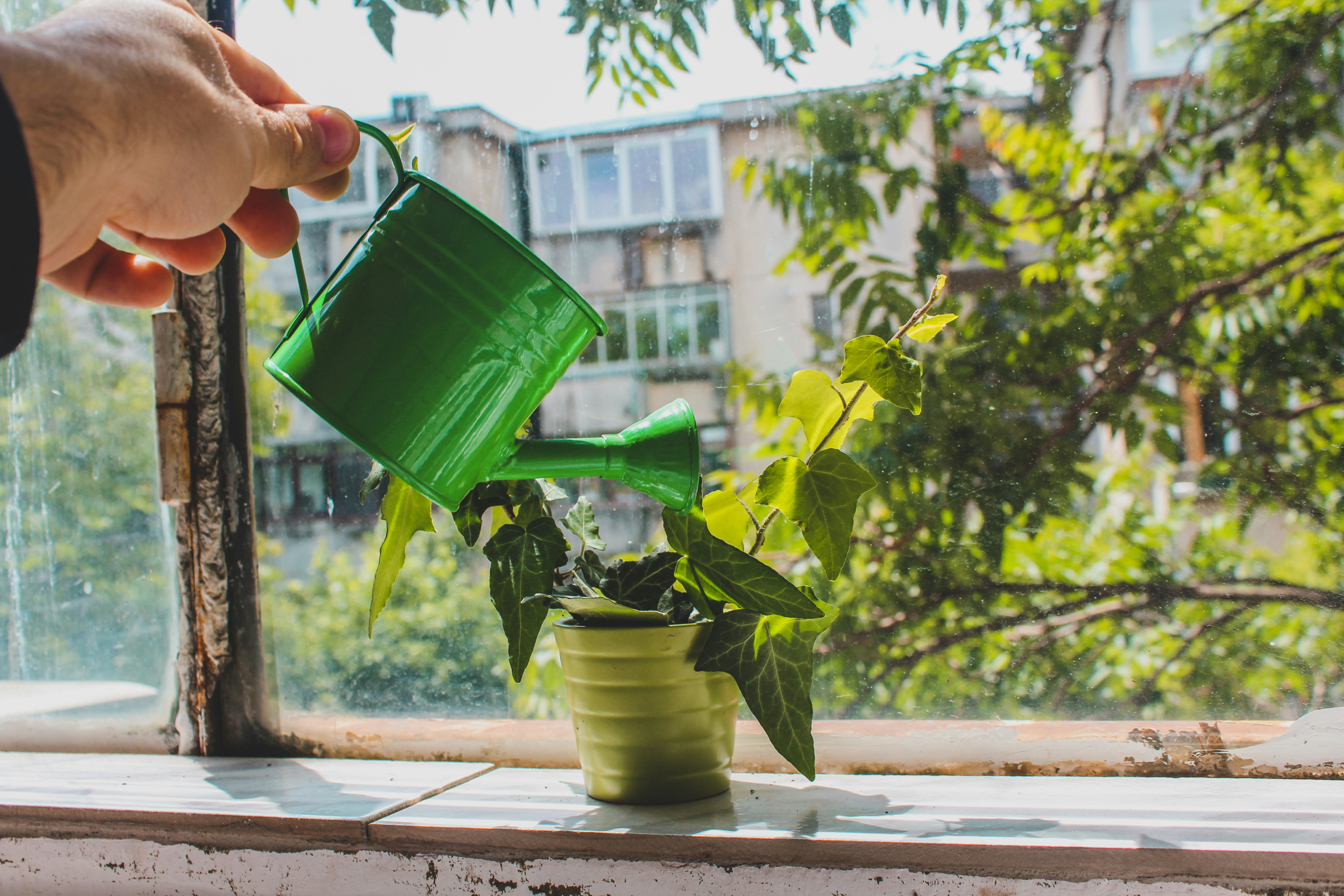 A hand watering a small green plant in a pot, symbolizing consistent small efforts leading to growth