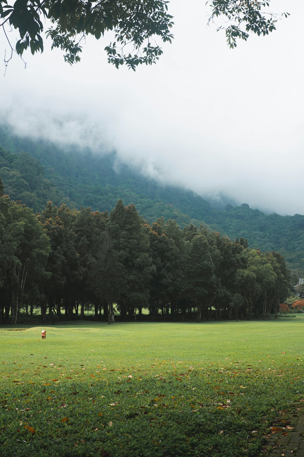 a grassy field with trees and a mountain in the background