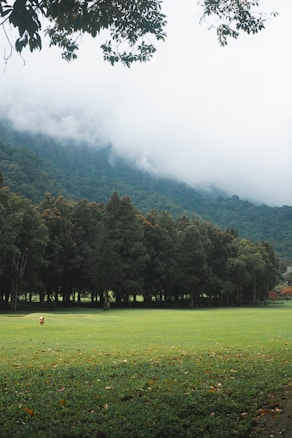 A serene landscape with a lush green lawn stretching towards a dense forest. Mist covers part of the hill in the background, giving a mysterious feel. Tree branches hang from the top, framing the scene. A small brown and white animal is visible on the grass.