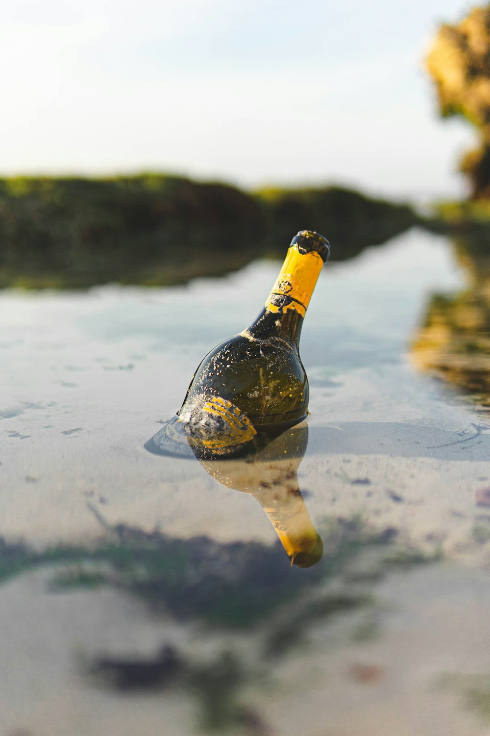 a black and yellow turtle