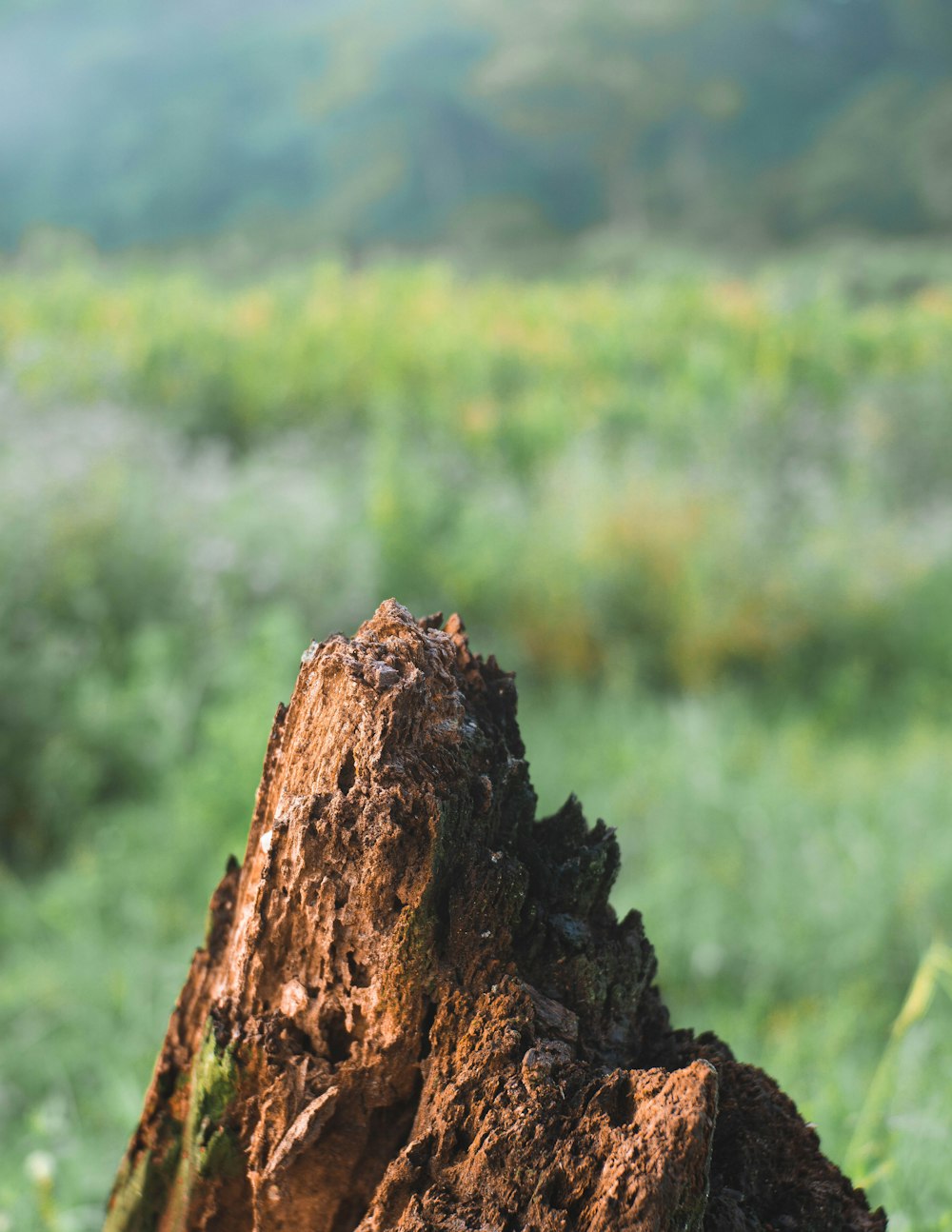 a close up of a tree stump