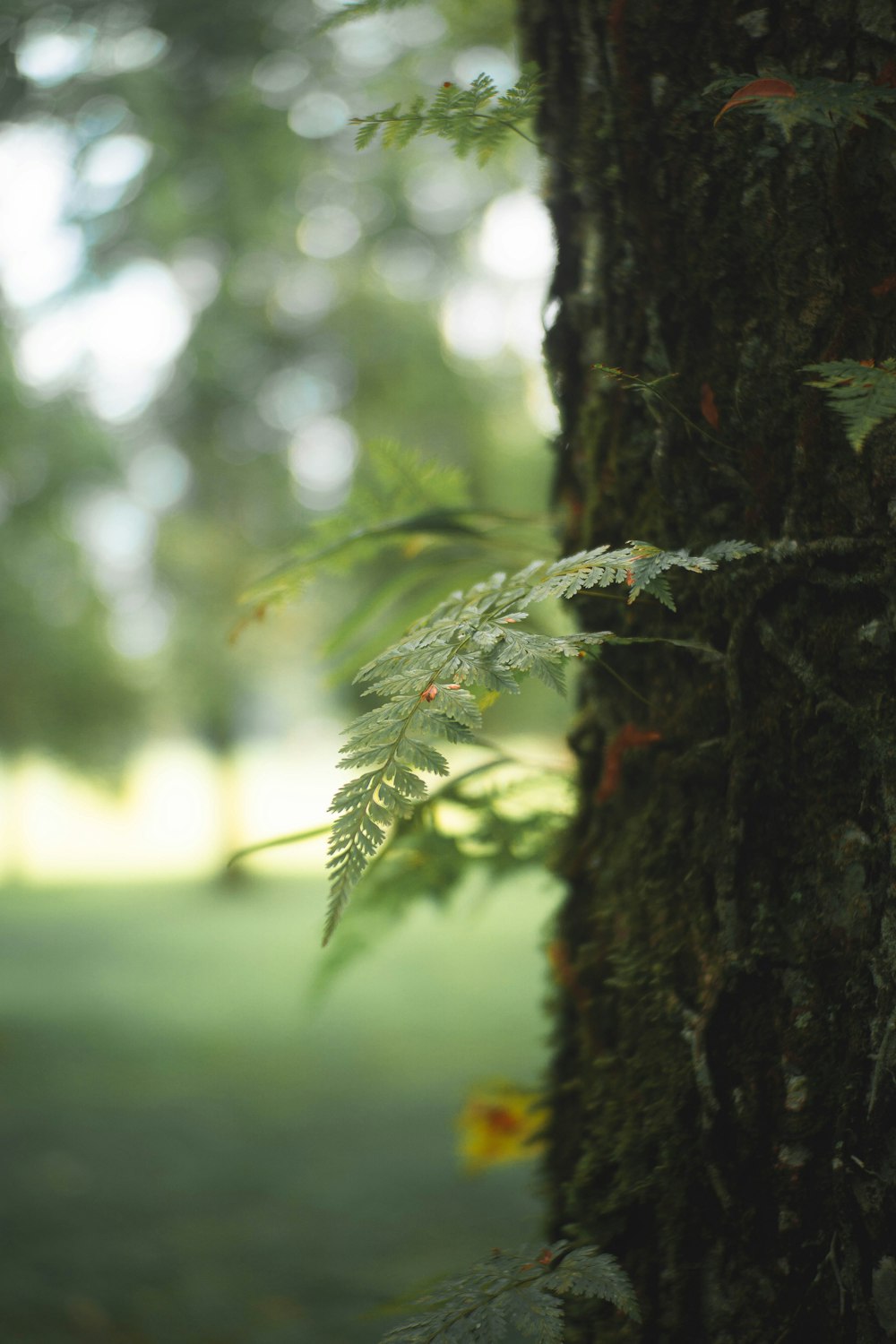 a tree with a green branch