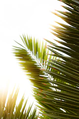 Close-up of a shimmering lip gloss tube resting on tropical palm leaves with soft sunlight filtering through.