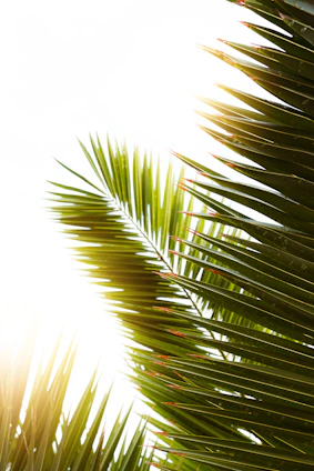 Close-up of a shimmering lip gloss tube resting on tropical palm leaves with soft sunlight filtering through.