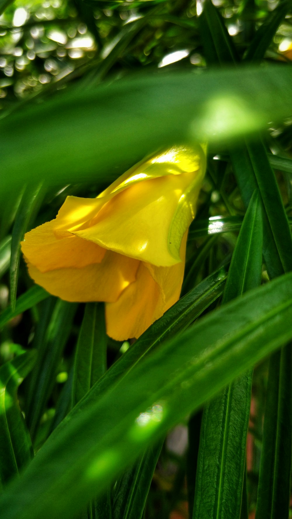 a yellow flower in a green plant