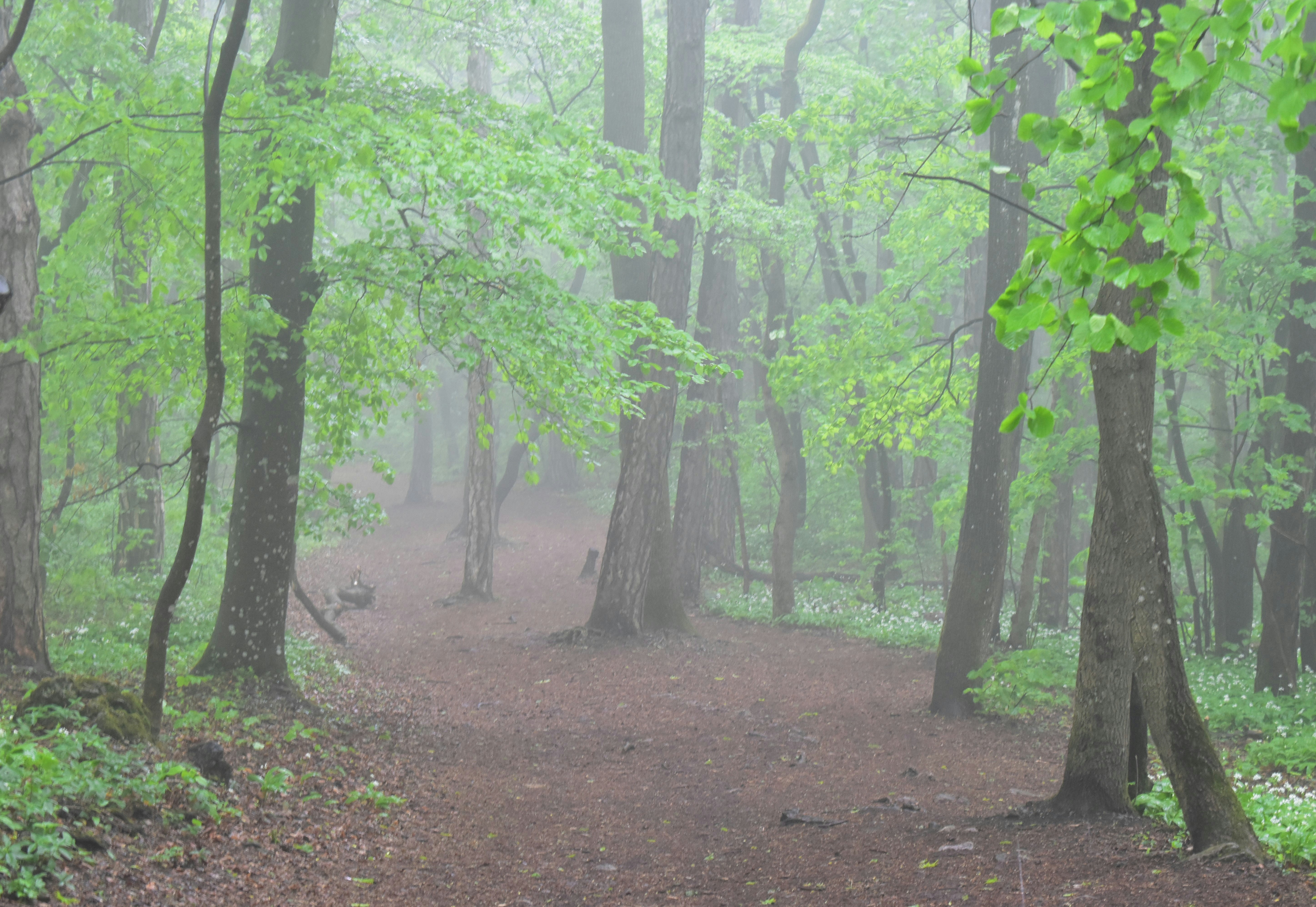 Photo by oxganggreen