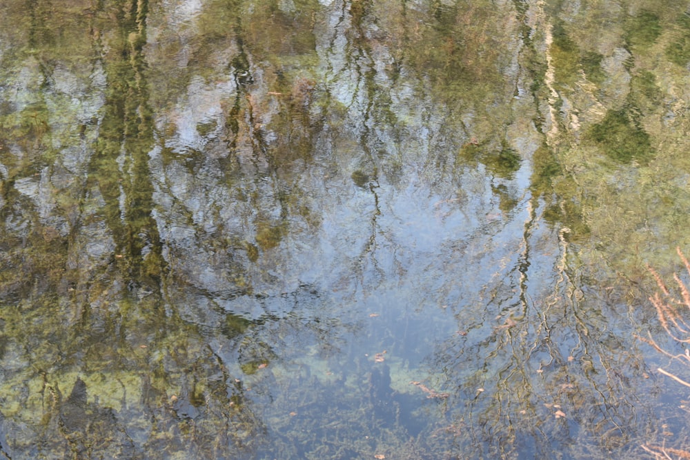 uno specchio d'acqua con alberi intorno