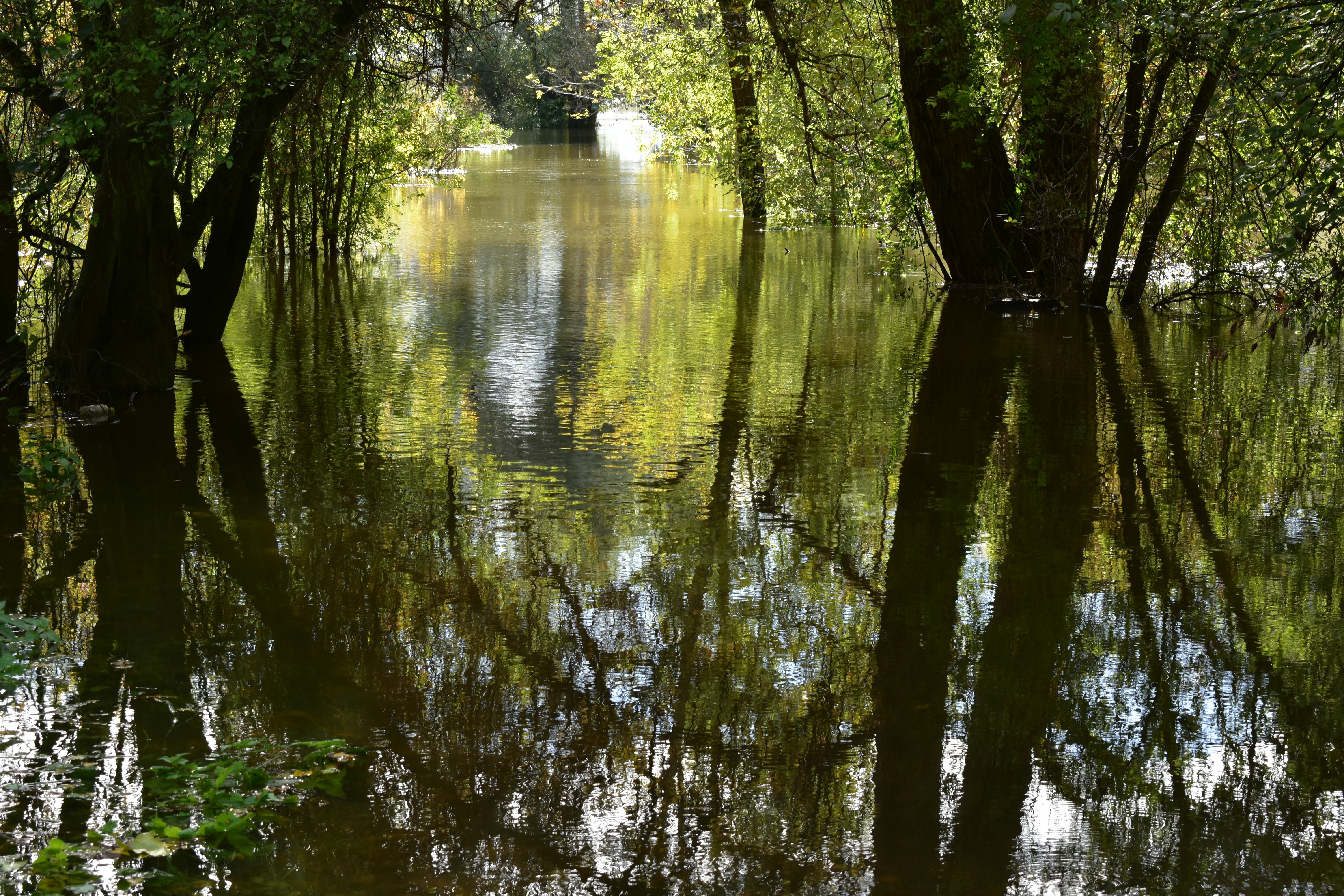 a body of water surrounded by trees