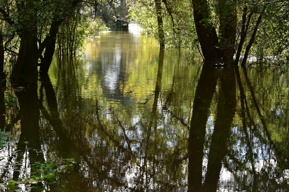 a body of water surrounded by trees