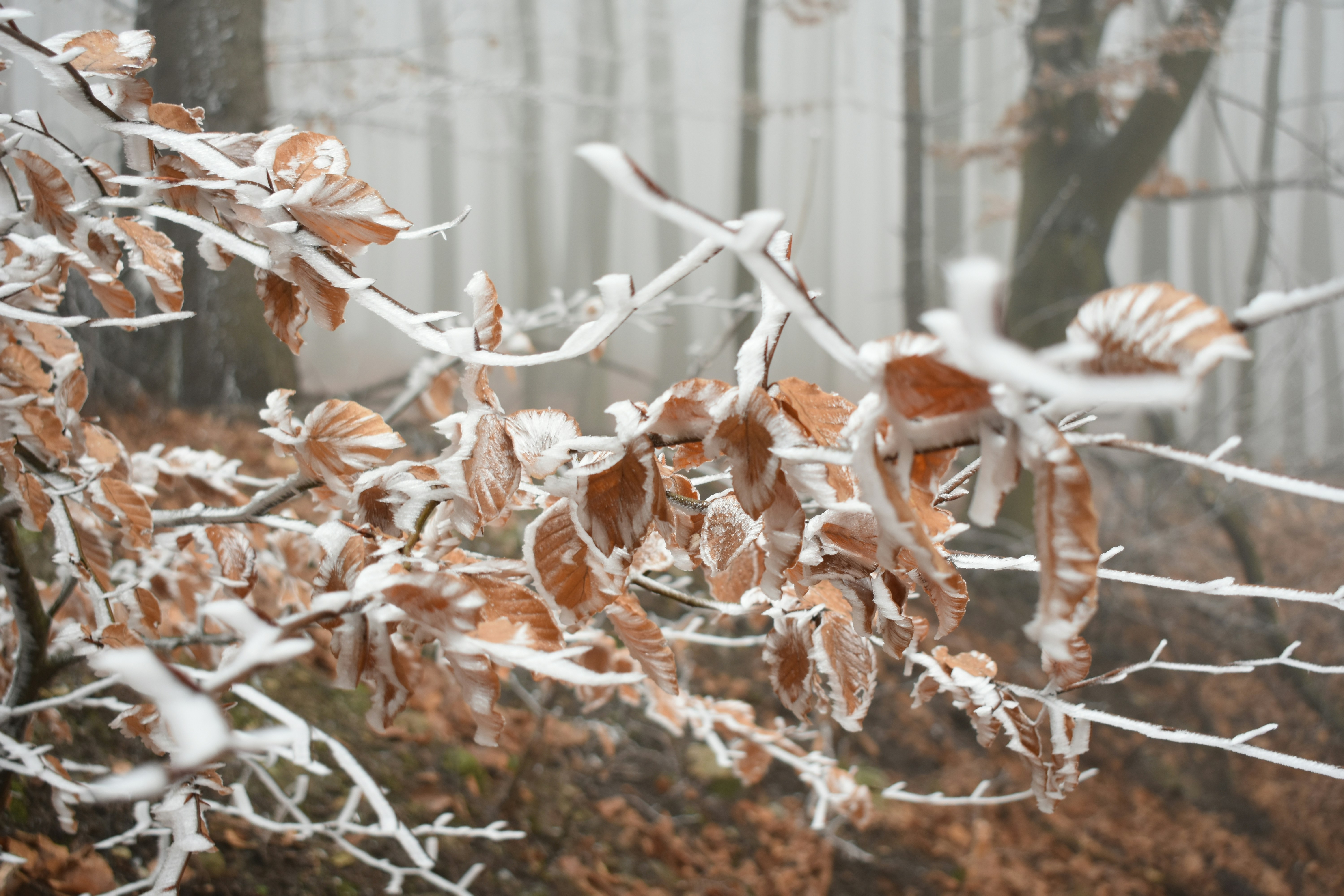 Photo by oxganggreen