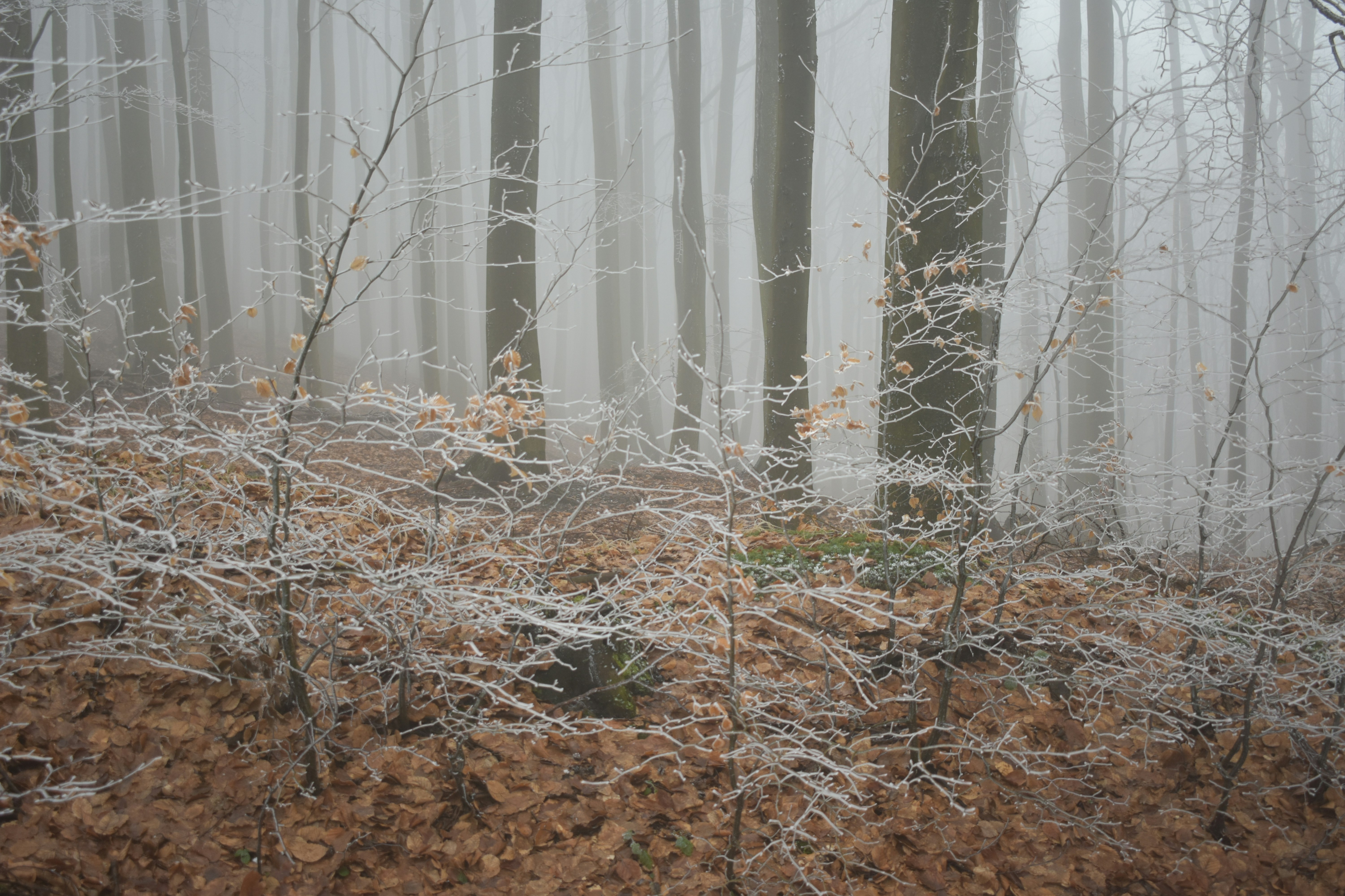 Photo by oxganggreen