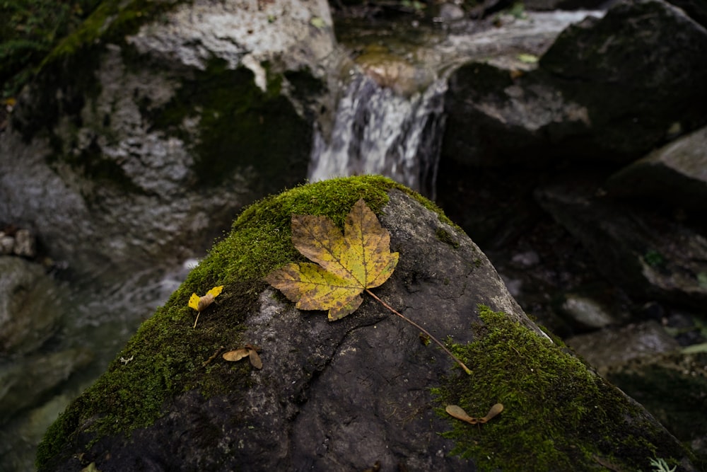 a mossy rock with a leaf on it