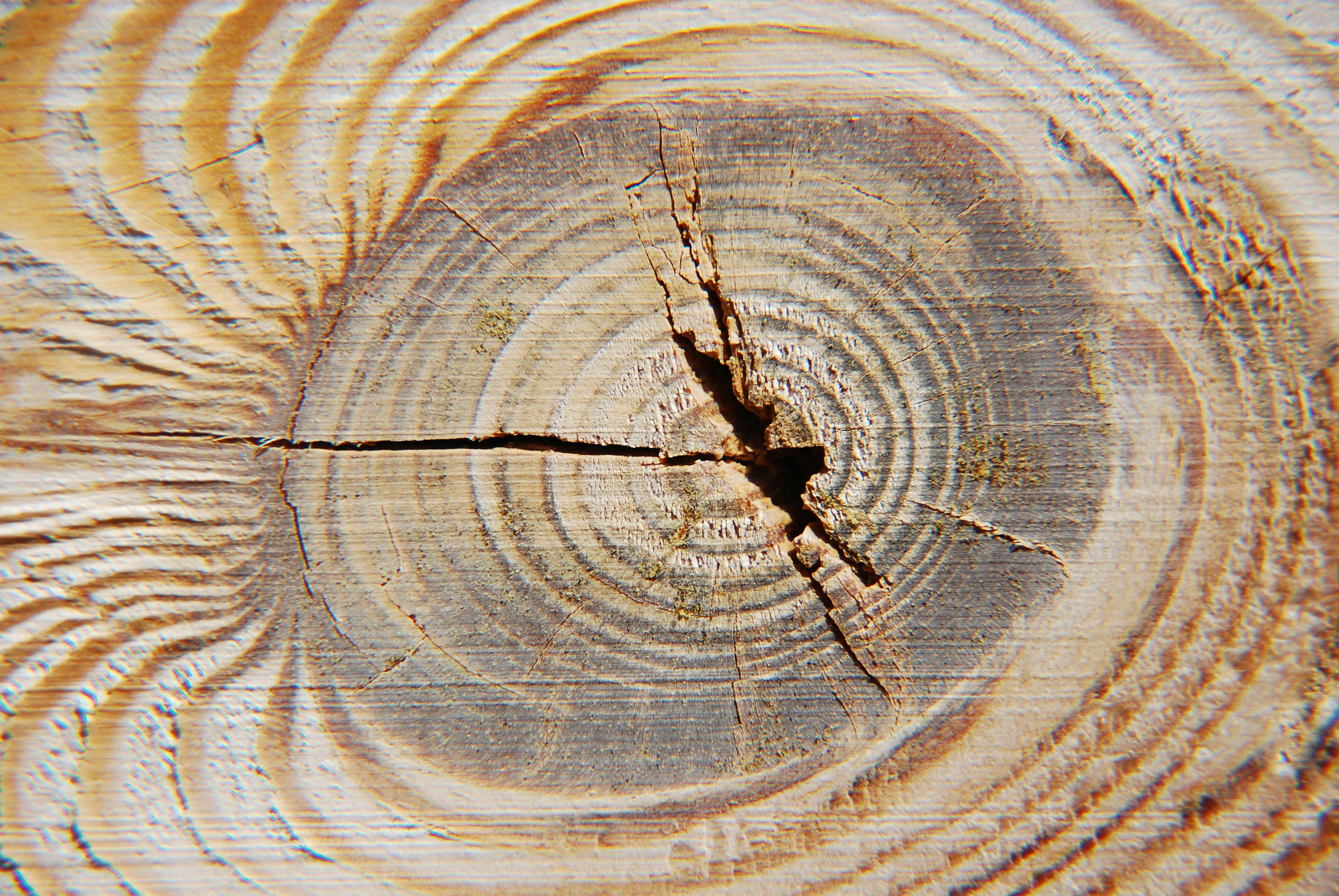 a close-up of a tree stump