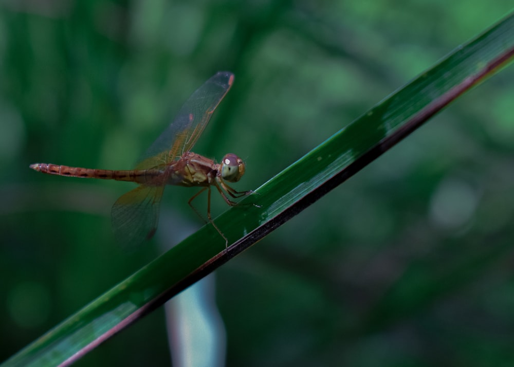 a dragonfly on a leaf