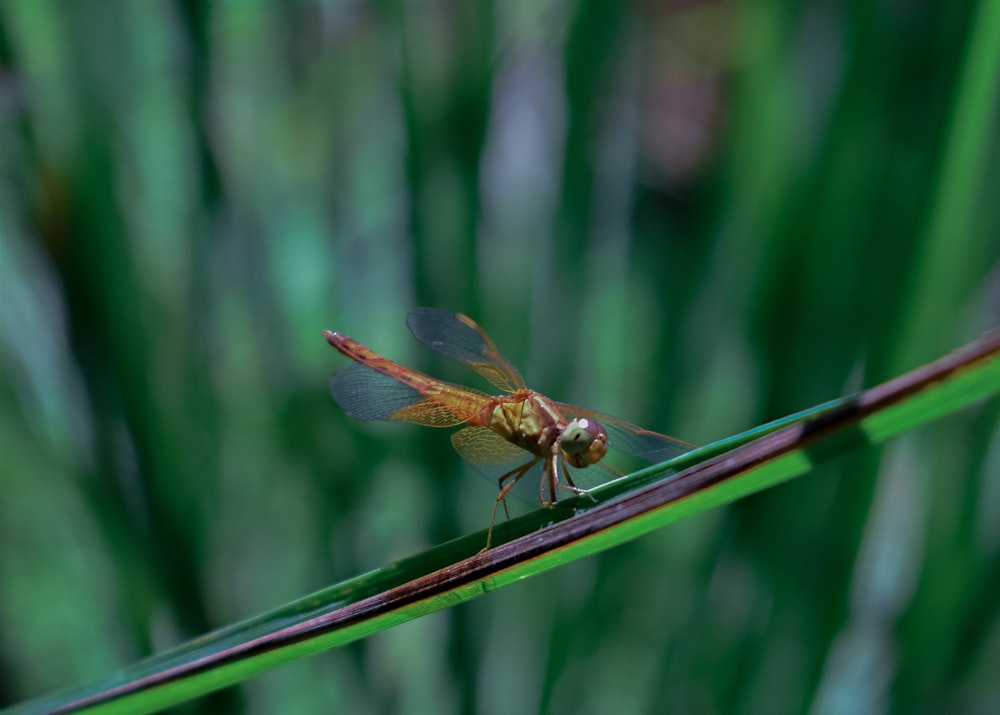 a fly on a leaf