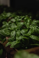 Harvest-ready basil microgreens being gently collected by hand, showcasing their dense, nutrient-packed leaves.