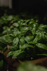 Close-up of vibrant green basil leaves thriving in a hydroponic setup.