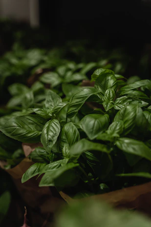 Step-by-step photo series showing basil growth stages from seedling to mature plant.