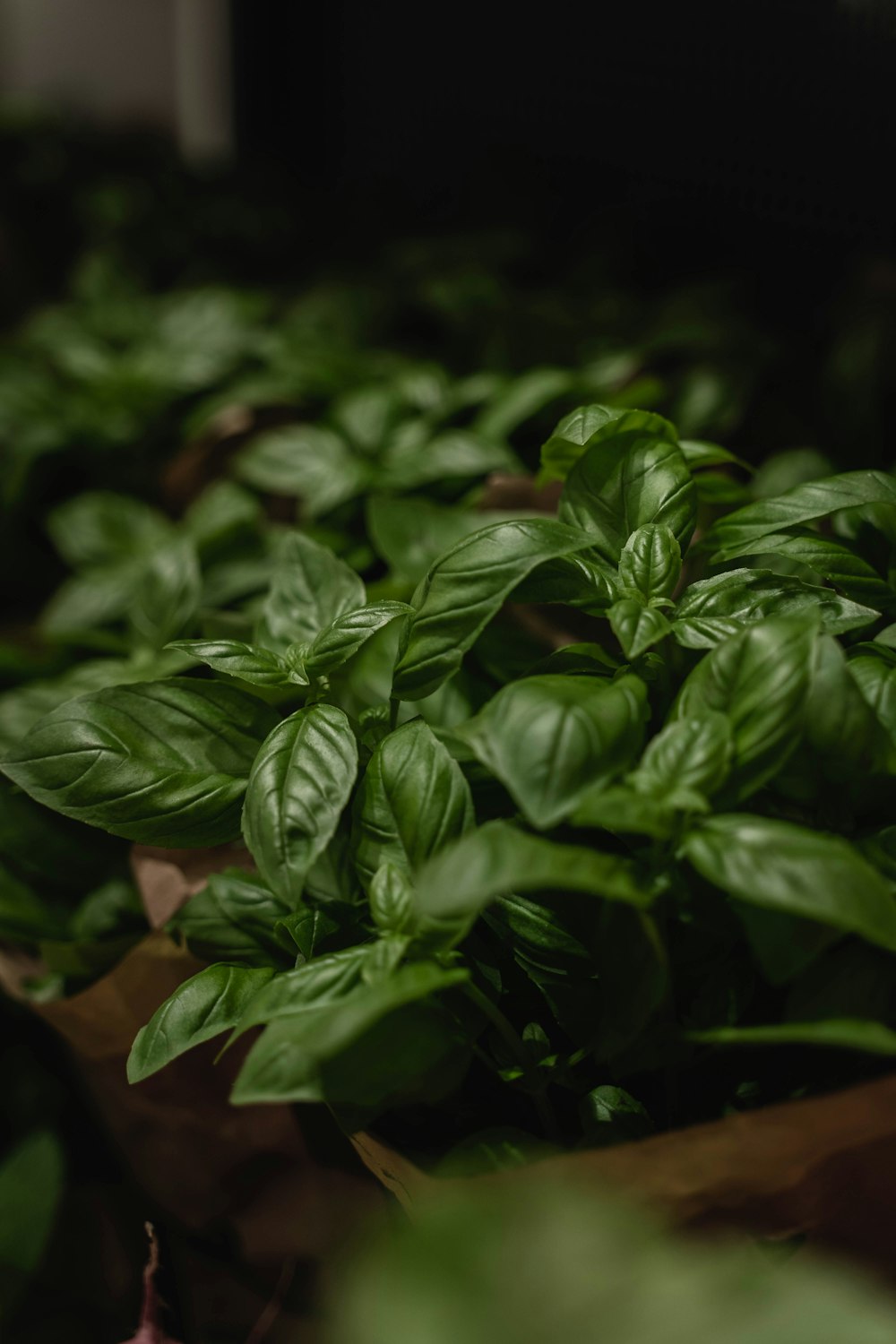 a close up of some leaves