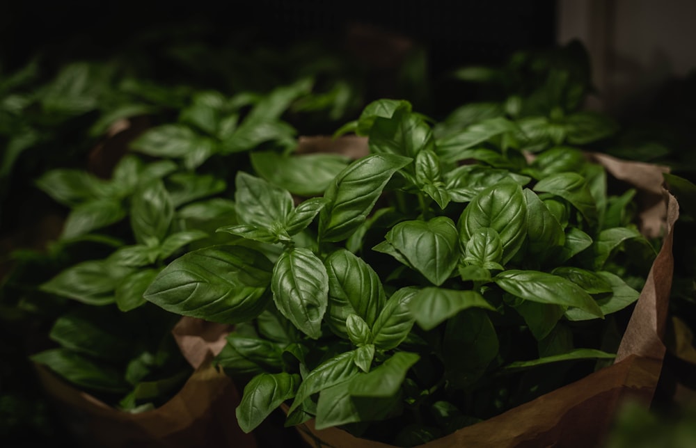 a group of green plants