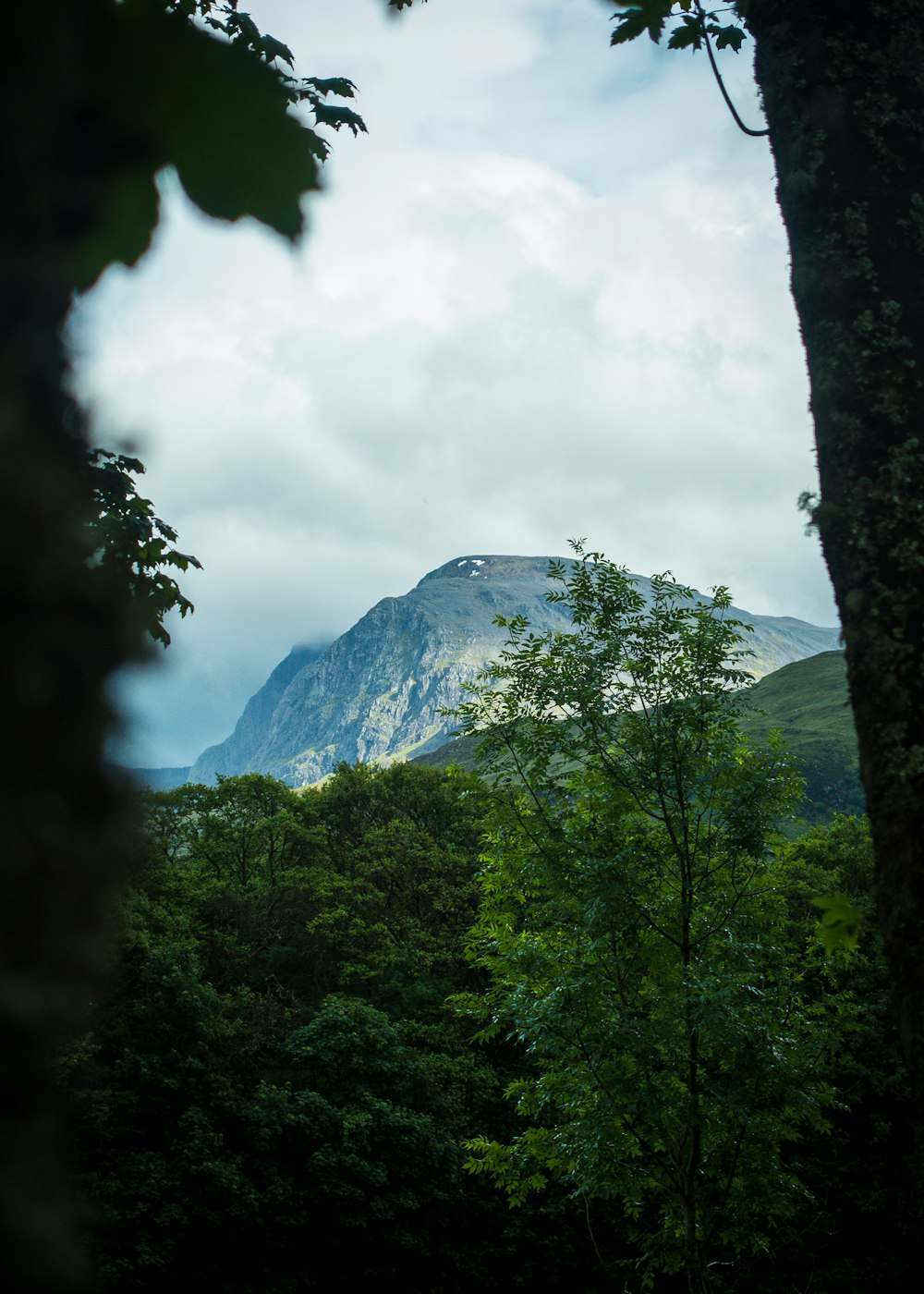 Una montaña con árboles debajo