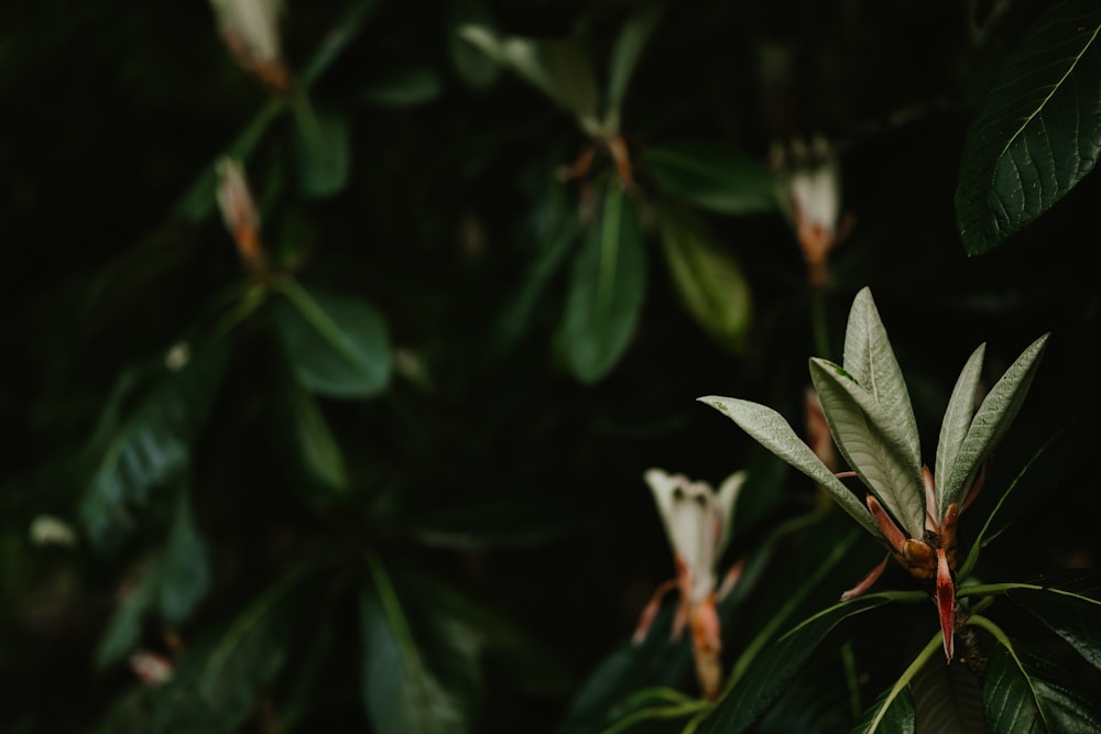 a close up of a plant