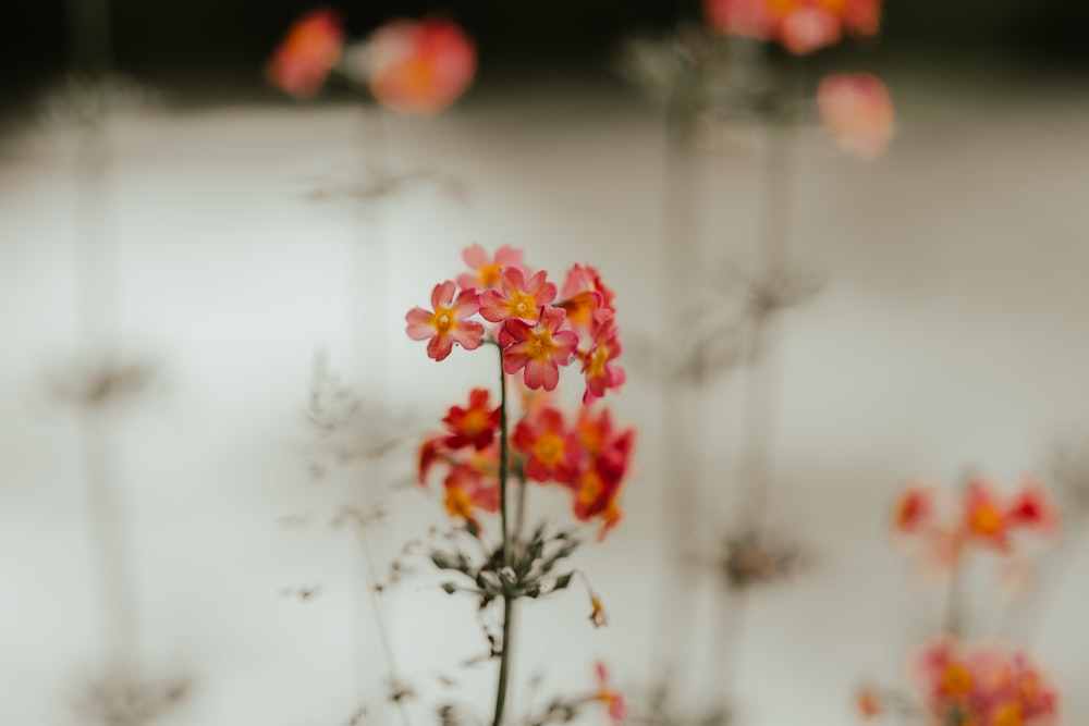 a close up of a flower