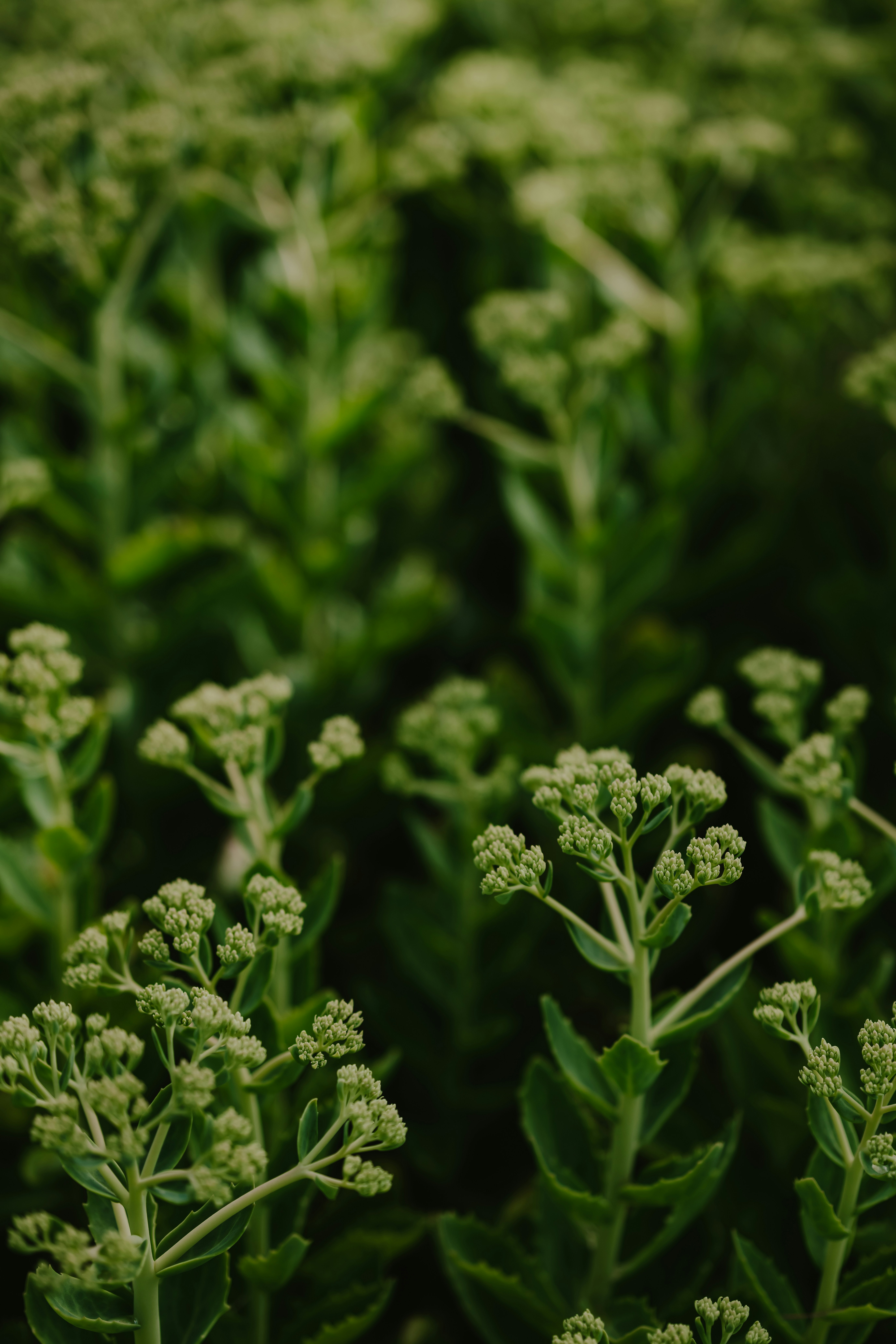 Photo by anniespratt